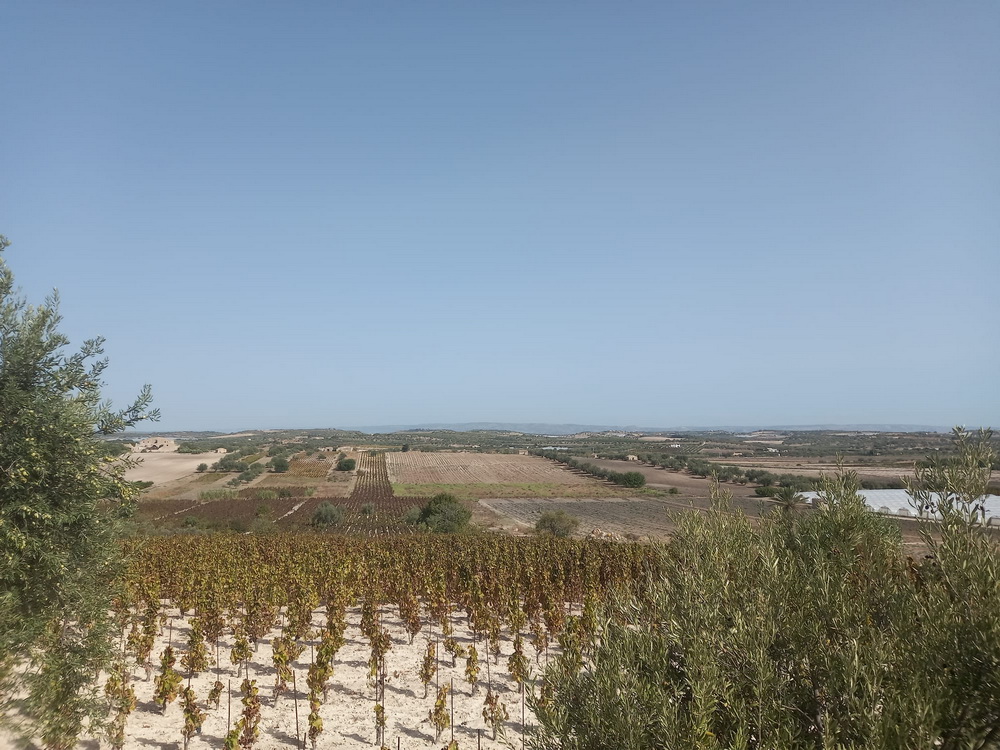 VIGNETO